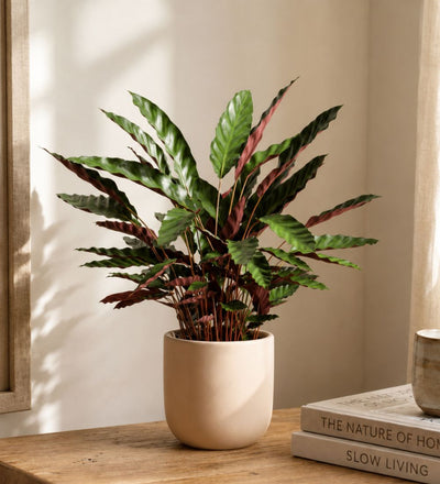 Calathea Rufibarba