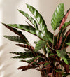 Calathea Rufibarba