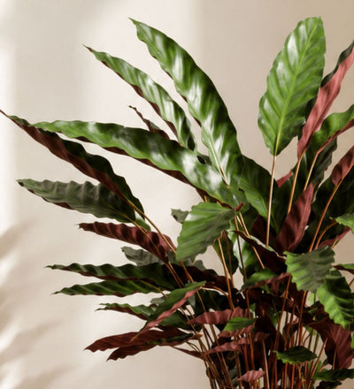 Calathea Rufibarba