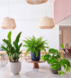New Plant Parent Bundle