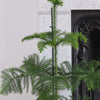Norfolk Pine & Pot