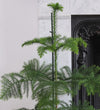 Norfolk Pine & Pot