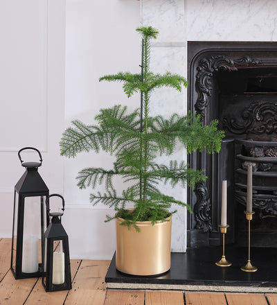 Norfolk Pine & Pot