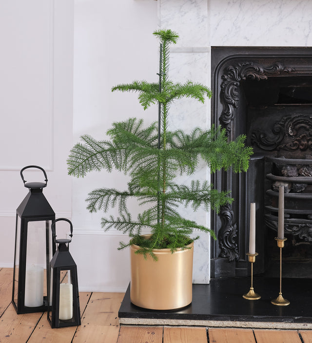 Norfolk Pine & Pot