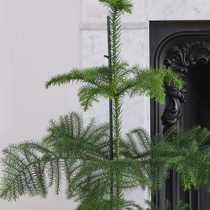 Norfolk Island Pine