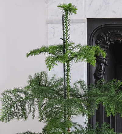 Norfolk Island Pine