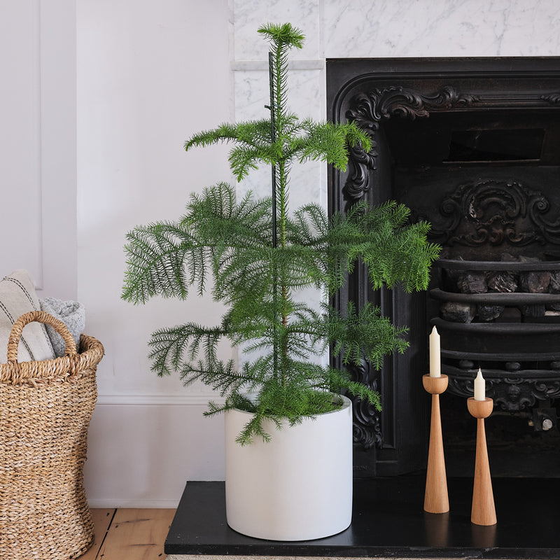Norfolk Island Pine