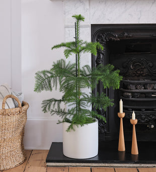 Norfolk Island Pine