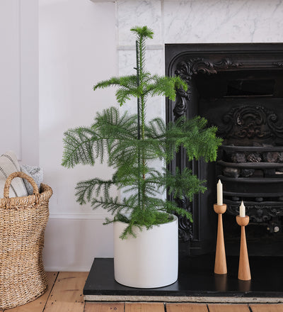 Norfolk Island Pine