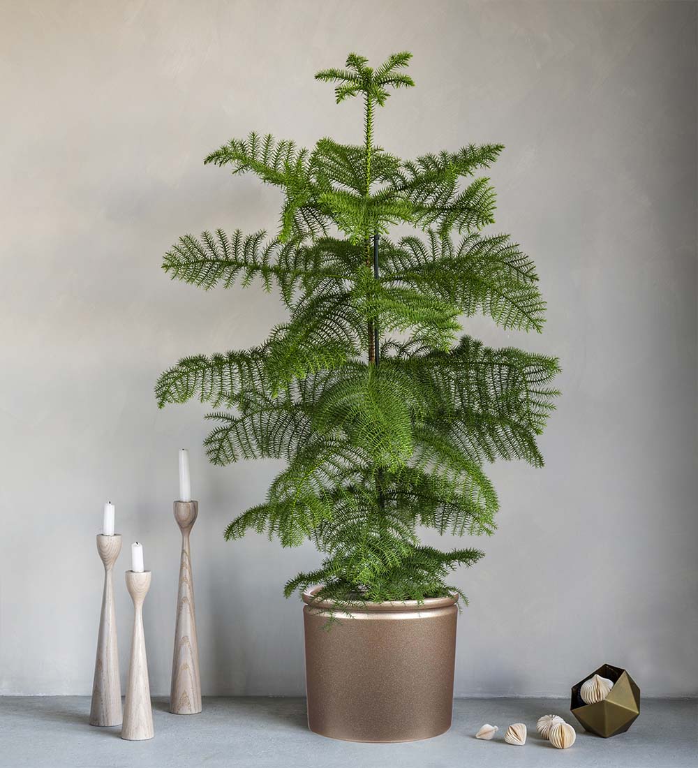 Norfolk Pine & Pot