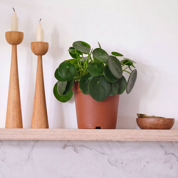 Grower's Pot