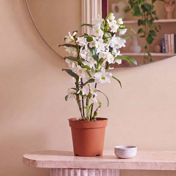 Grower's Pot