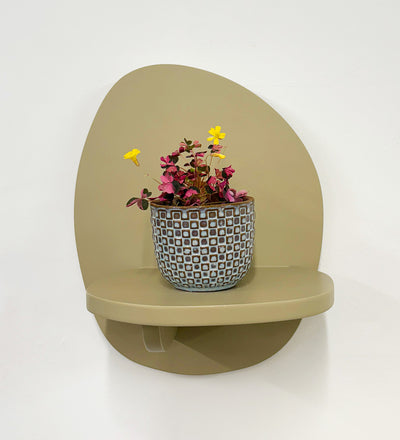 Mini Oxalis Crazy Plum & Pot