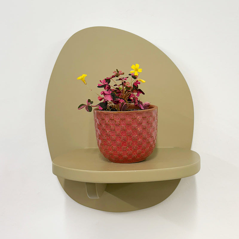 Mini Oxalis Crazy Plum & Pot