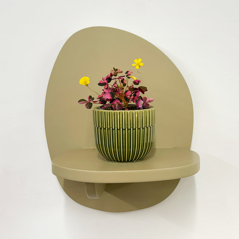 Mini Oxalis Crazy Plum & Pot