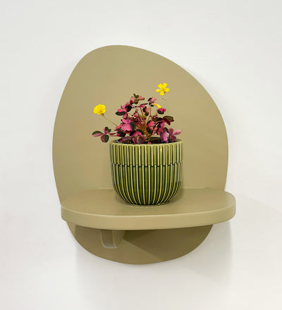 Mini Oxalis Crazy Plum & Pot