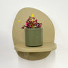 Mini Oxalis Crazy Plum & Pot