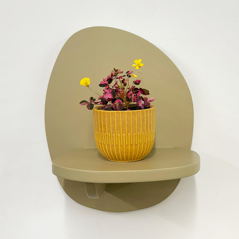 Mini Oxalis Crazy Plum & Pot