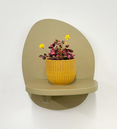 Mini Oxalis Crazy Plum & Pot