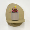 Mini Oxalis Crazy Plum & Pot