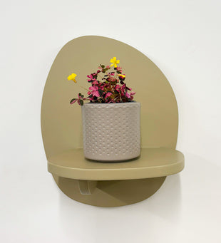 Mini Oxalis Crazy Plum & Pot