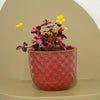 Mini Oxalis Crazy Plum & Pot