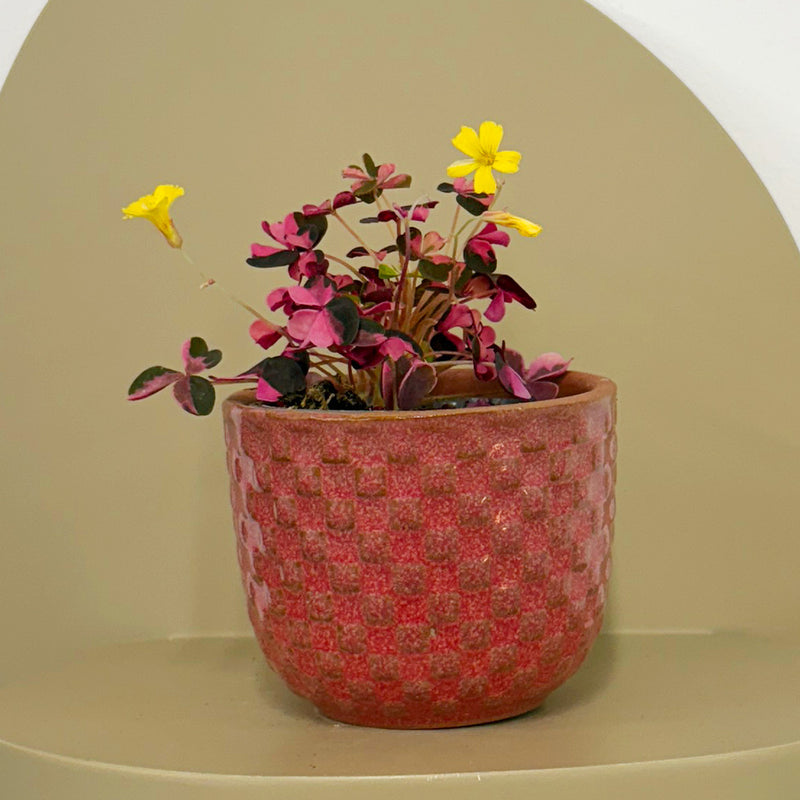 Mini Oxalis Crazy Plum & Pot