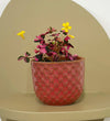 Mini Oxalis Crazy Plum & Pot