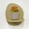 Mini Oxalis Sunset Velvet & Pot
