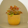 Mini Oxalis Sunset Velvet & Pot