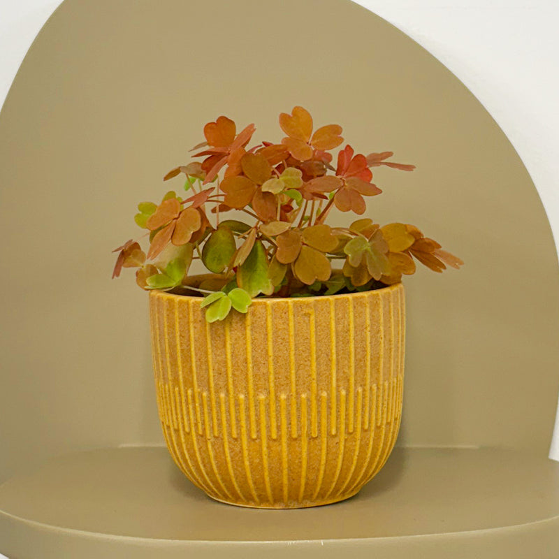Mini Oxalis Sunset Velvet & Pot