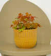 Mini Oxalis Sunset Velvet & Pot