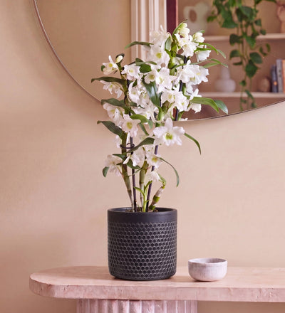 Houseplant Subscription