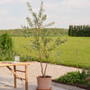 Artificial Olive Tree (UV protected)