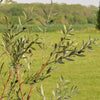 Artificial Olive Tree (UV protected)