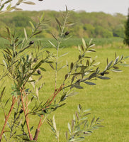 Artificial Olive Tree (UV protected)