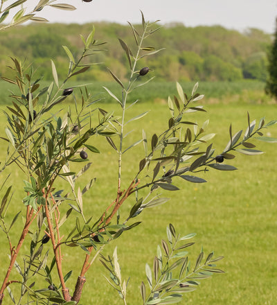 Artificial Olive Tree (UV protected)