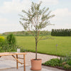 Artificial Olive Tree (UV protected)