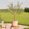 Artificial Olive Tree (UV protected)
