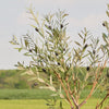 Artificial Olive Tree (UV protected)