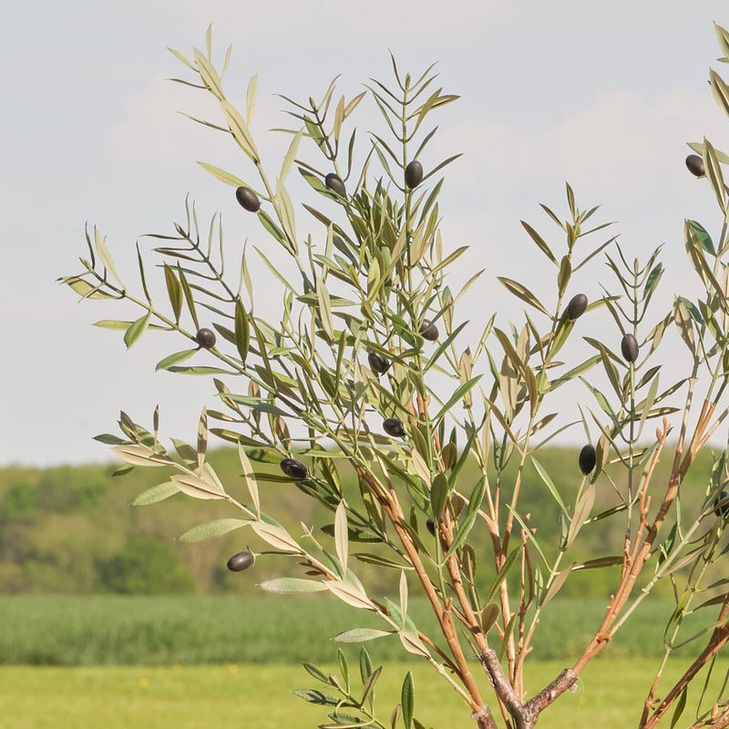 Artificial Olive Tree (UV protected)