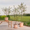 Artificial Olive Tree (UV protected)