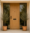 Pair of Medium Olive Tree