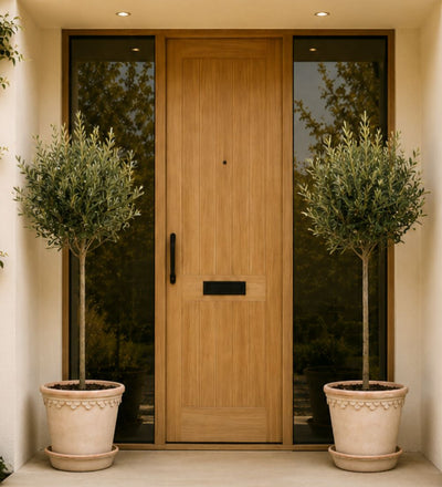 Pair of Large Olive Tree