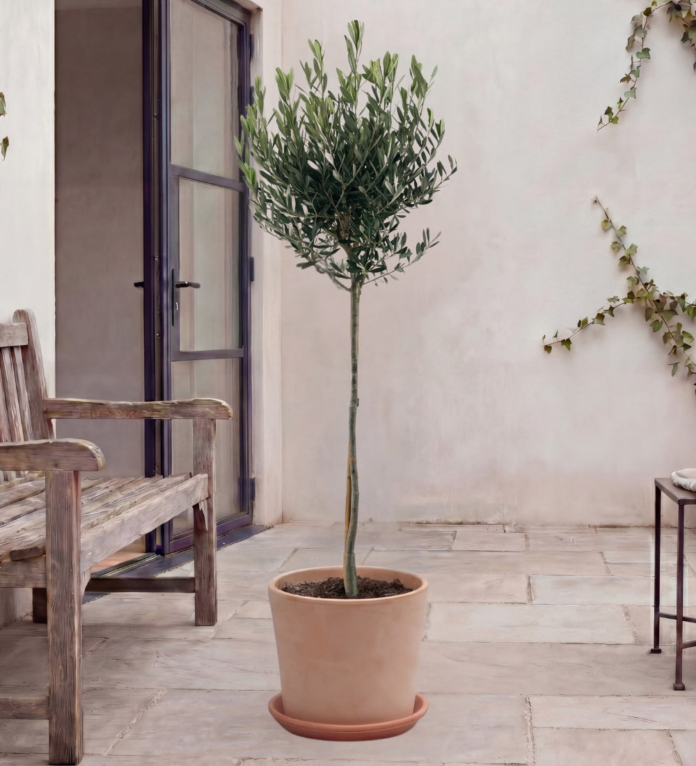 Large Olive Tree Pair