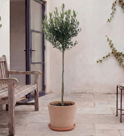 Large Olive Tree Pair
