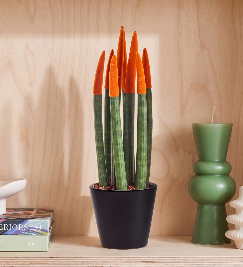 Orange Velvet Dipped Snake Plant & Pot