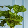 Calathea Orbifolia & Pot