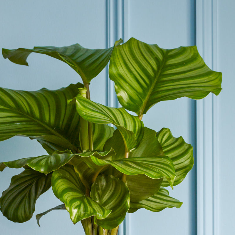 Calathea Orbifolia & Pot