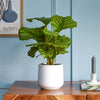 Calathea Orbifolia & Pot